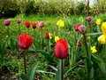 vignette tulipe