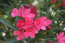 vignette Nerium oleander, laurier rose