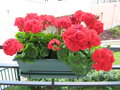 vignette Geranium n1