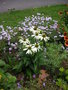 vignette Echinacea purpurea 'Alba' et Verbena rigida 'Polaris'