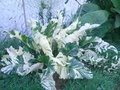 vignette Armoracia rusticana variegata (raifort)