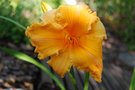 vignette Hemerocallis cv. Orange Velvet