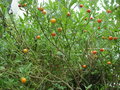 vignette Solanum pseudocapsidum /pommier d'amour