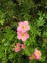 vignette Potentilla fructicosa 'Lovely Pink' - Potentille arbustive