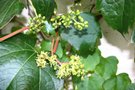 vignette Parthenocissus tricuspidata 'Purpurea' : fleurs et fruits