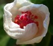 vignette hibiscus arnautianus