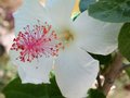 vignette hibiscus arnautianus
