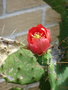 vignette Cactus opuntia ficus-indica