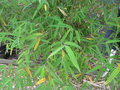 vignette Fargesia albocerea (Yunnan 95 1)