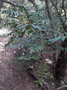 vignette Myodocarpus fraxinifolius ou Polyscias pancheri?