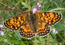 vignette Melitaea (=Cinclidia) phoebe , papillon