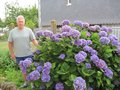 vignette Hortensia de belle maman et votre serviteur au 31 07 09