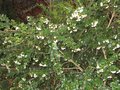 vignette Myrthus luma apiculata autre vue au 01 08 09