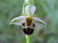 vignette Ophrys apifera x morisii