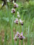 vignette Ophrys fuciflora x apifera