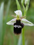 vignette Ophrys fuciflora x straussii