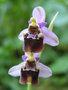 vignette Ophrys fuciflora x tenthredinifera 'Grandiflora'