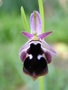 vignette Ophrys reinholdii