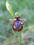 vignette Ophrys speculum