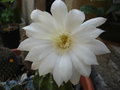 vignette Echinopsis subdenudata