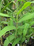 vignette Hedychium coccineum angustifolium