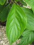 vignette Cornus macrophylla