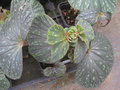 vignette Begonia gracilis