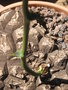 vignette Dioscorea mexicana