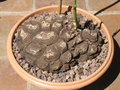 vignette Dioscorea mexicana