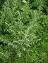 vignette Artemisia vulgaris - Armoise vulgaire