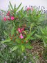 vignette Nerium oleander - Laurier rose
