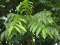 vignette Pterocarya fraxinifolia - Noyer du Caucase