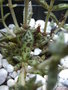 vignette Crassula exilis ssp. picturata 2 08 09 Nd