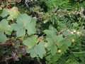 vignette Bryonia cretica ssp dioica - Bryone ou Navet du diable