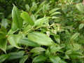 vignette Agarista populifolia