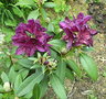 vignette Rhododendron - Juin 2009 Nd