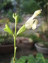 vignette Salvia greggii jaune