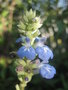 vignette Salvia uliginosa