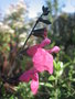 vignette Salvia microphylla 'Pink blush'