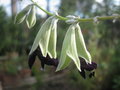 vignette Salvia discolor, sauge noire !