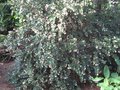 vignette Myrthus luma apiculata au 04 08 09