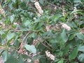 vignette Clethra alnifolia rosea au 04 08 09