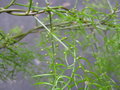 vignette Asparagus cochinchinensis