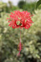 vignette Hibiscus schizopetalus