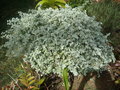 vignette helichrysum silver