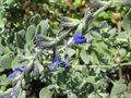 vignette Salvia jamensis ardoise bleue au 05 08 09