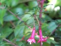 vignette Fuchsia microphylla au 05 08 09