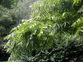 vignette Platycarya strobilacea  = Platycarya longipes = Platycarya simplicifolia