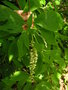 vignette Clethra acuminata