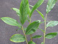 vignette Hedychium yunnanense